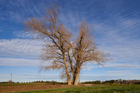 Gemeinde Reischach Landkreis Altötting Erlbacher Straße Dreistämmiger Baum (Dirschl Johann) Deutschland AÖ